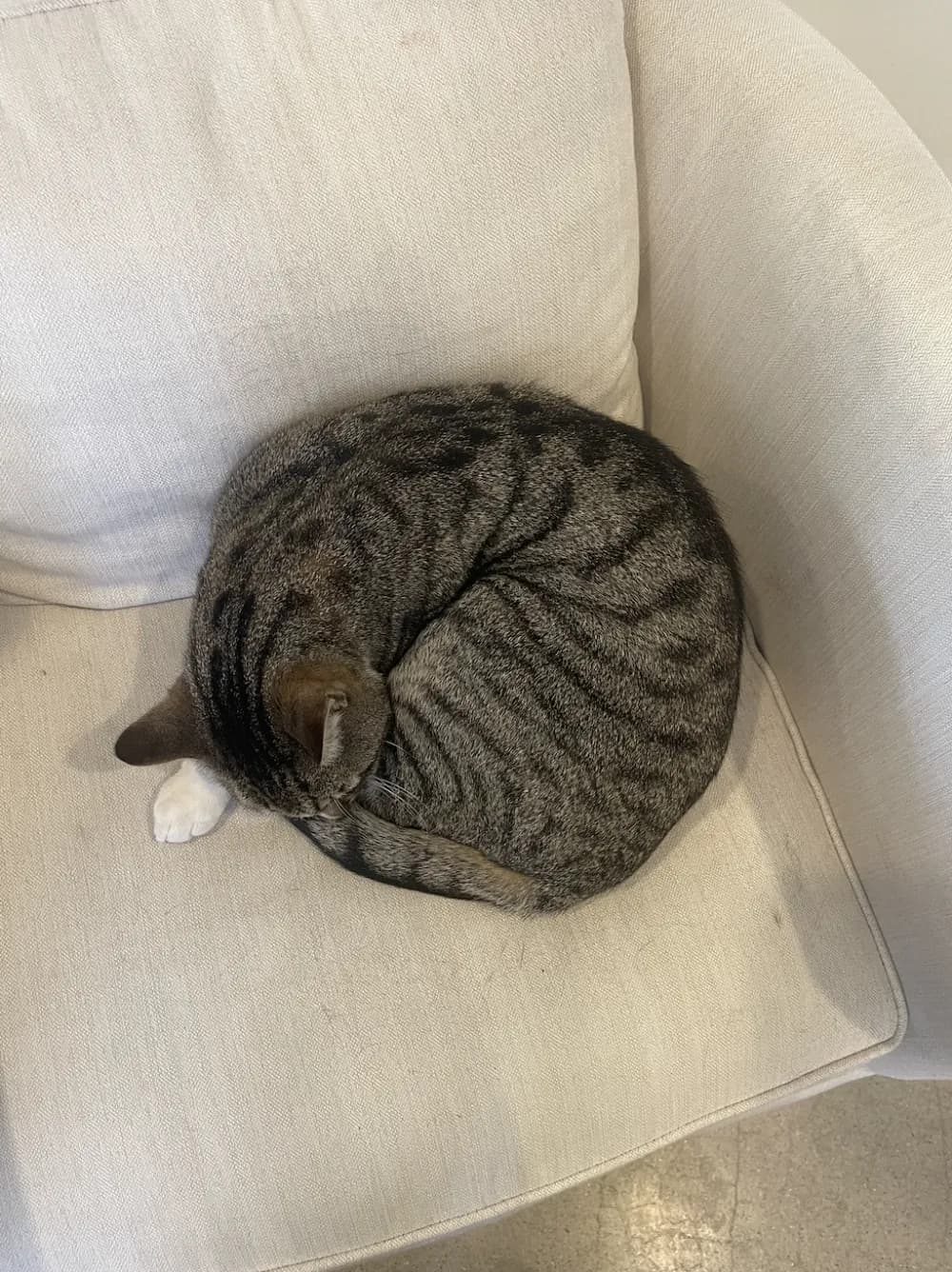 Alara's cat