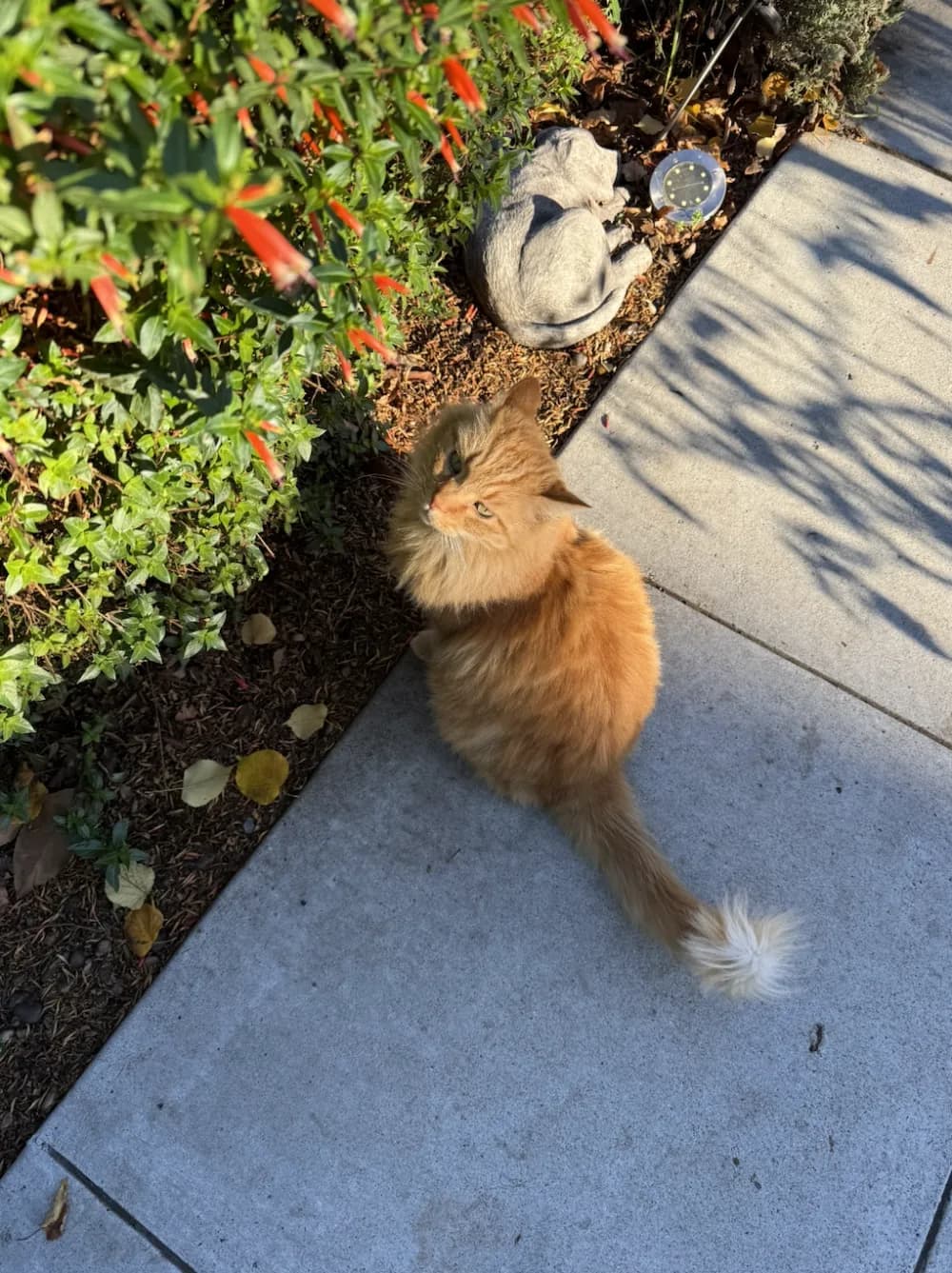 Alara's cat